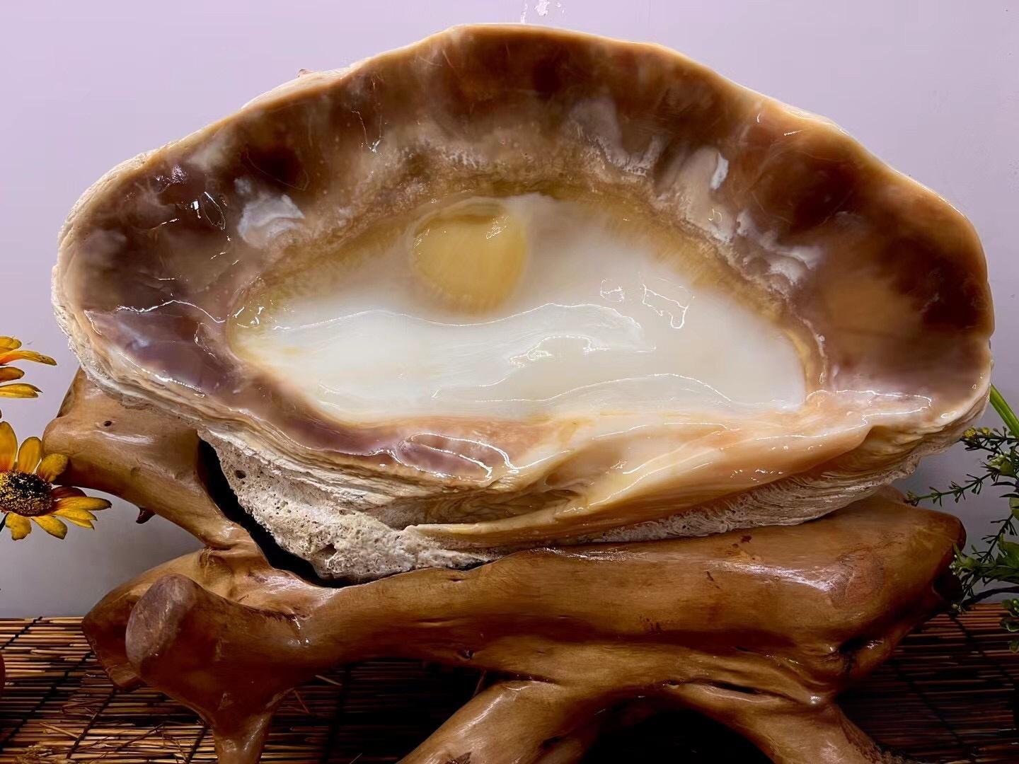 砗磲