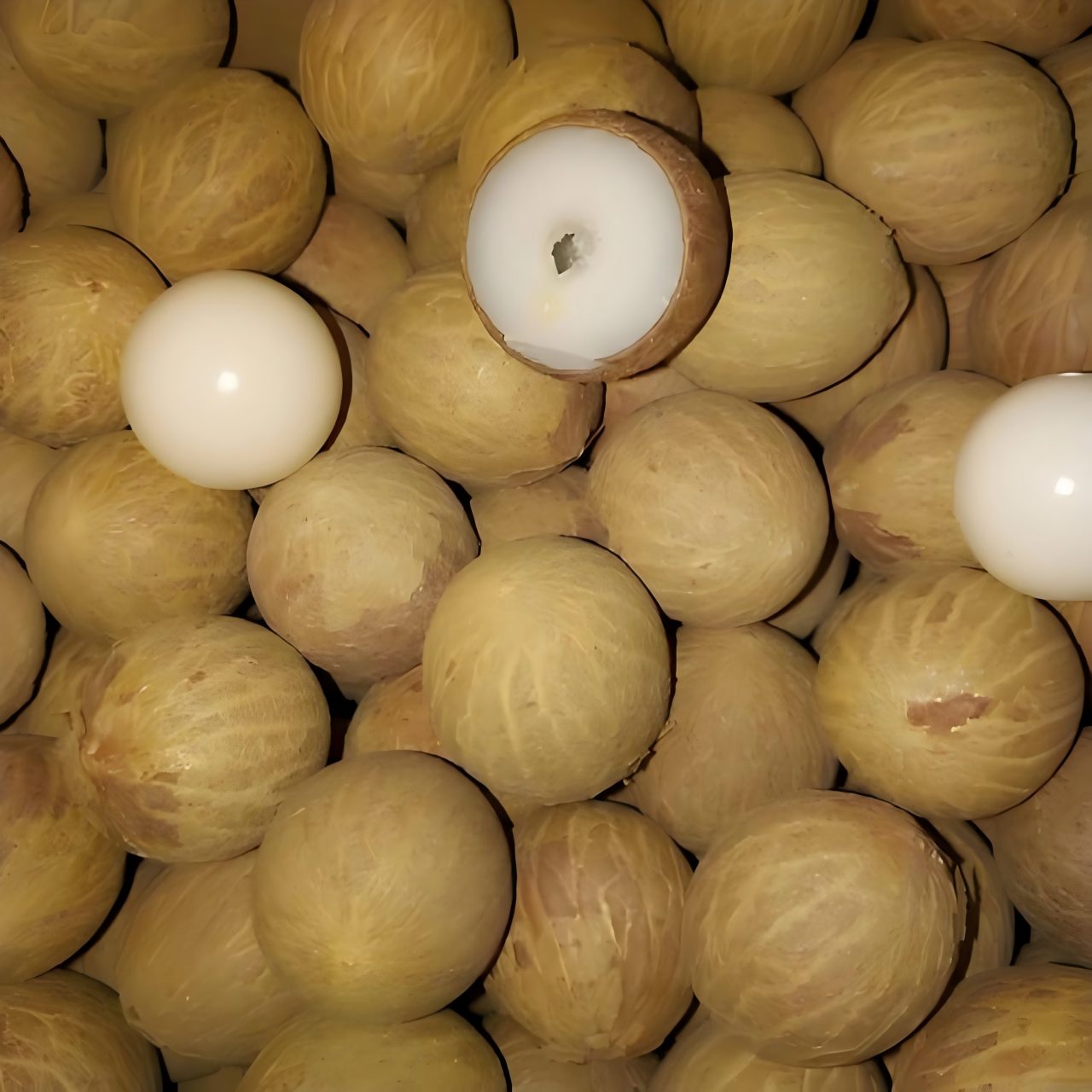 菩提根